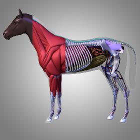 Horse Anatomy